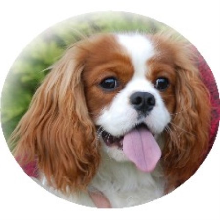Cavalier King Charles Spaniel Stud in Moffat, Dumfriesshire