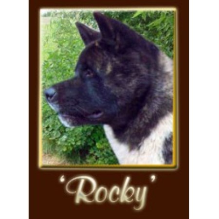 Akita Stud in Scunthorpe, Lincolnshire