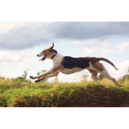 English Foxhound Breeder in Crewe, Cheshire