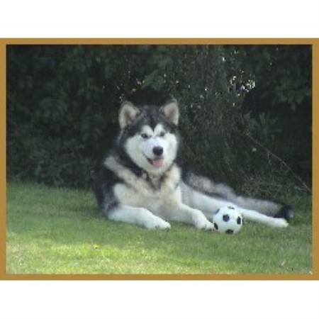 Alaskan Malamute Breeder in Lampeter, Dyfed