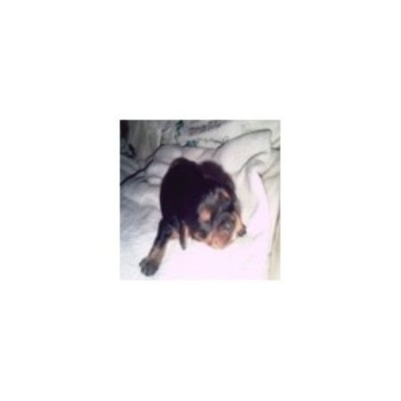 Cavalier King Charles Spaniel Breeder in Shropshire, Shropshire