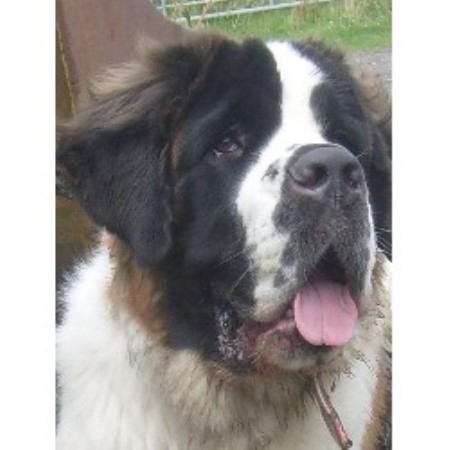 Saint Bernard Breeder in Carmarthenshire, Dyfed