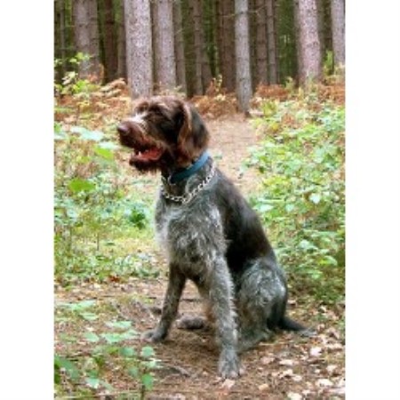 German Wirehaired Pointer Stud in Wakefield, West Yorkshire