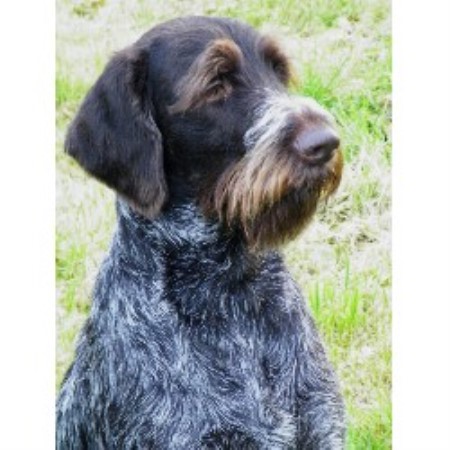 German Wirehaired Pointer Stud in Moffat, Dumfriesshire