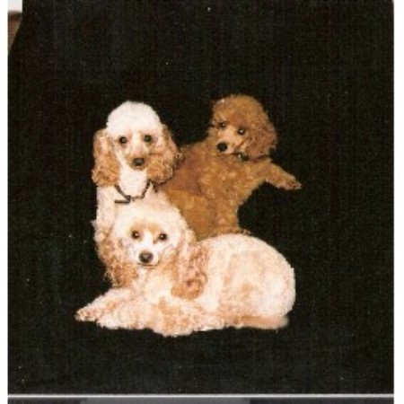 Poodle Toy Breeder in Crediton, Devon