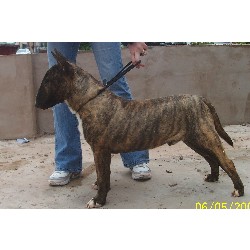Bullywood dark angel among Saruts at 7 months