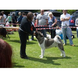 Akita Breeder in Middlesbrough, North Yorkshire