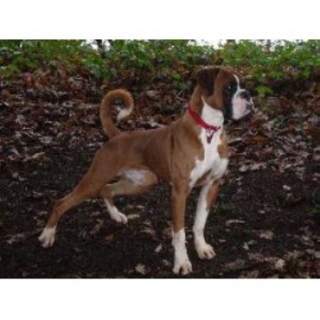 Boxer Kennels