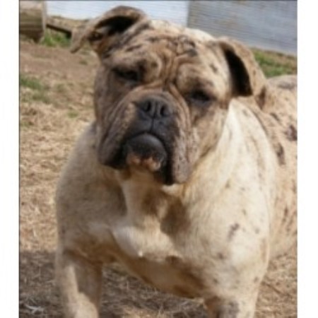 Alapaha Blue Blood Bulldog Breeder in W. Sussex, West Sussex