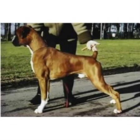 Boxer Stud in Beverley, North Humberside