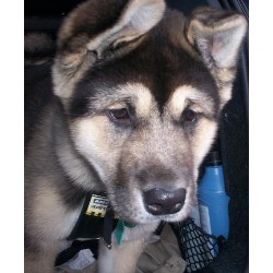 Nara  akita pup