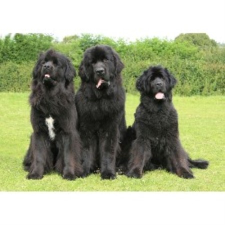 newfoundland puppies for free newfoundland breeders in the uk freedoglistings uk newfoundland puppies for free newfoundland breeders in the uk freedoglistings uk