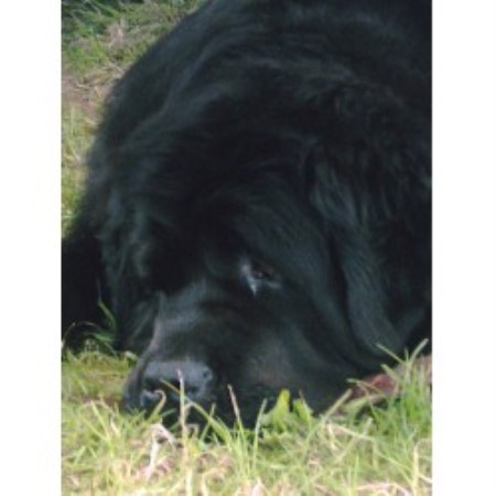 Dearchary, Newfoundland Dog Breeder in Pencoed, Vale of Glamorgan ...