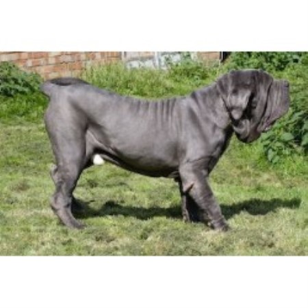 Our Mastino