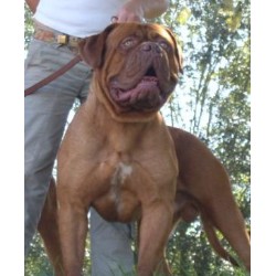 Dogue De Bordeaux Stud in Wisbech, Cambridgeshire