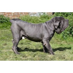 Neapolitan Mastiff Stud in Cambridgeshire