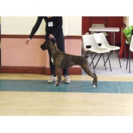 Boxer Breeder in Nottingham, Nottinghamshire
