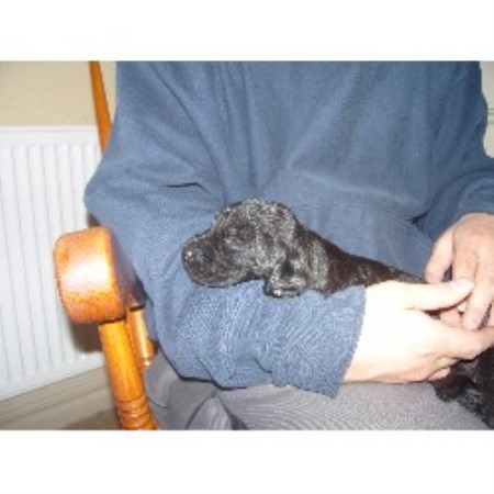 Labradoodle Breeder in Norwich, Norfolk
