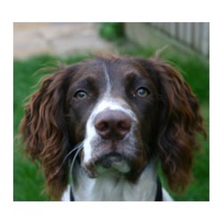 Dog Rescue UK and Ireland