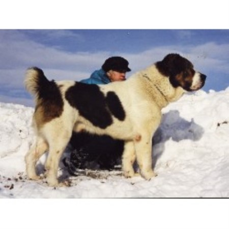 Anatolian Shepherd Dog Breeder in Orpington, Kent