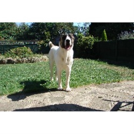 Anatolian Shepherd Dog Breeders Uk Anatolian Shepherd Dog Breeders Uk
