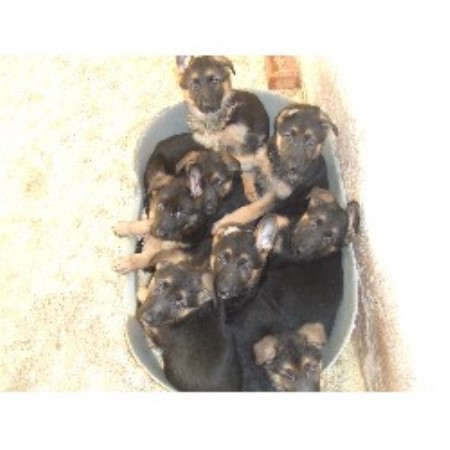 German Shepherd Dog Breeder in Herefordshire, Herefordshire