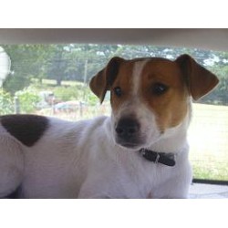 Jack Russell Terrier Stud in Surrey