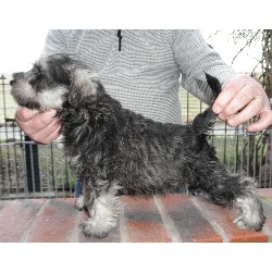 Miniature Schnauzer Breeder in Ranby Nr Retford, Nottinghamshire