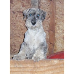 Standard Schnauzer Breeder in Ranby Nr Retford, Nottinghamshire