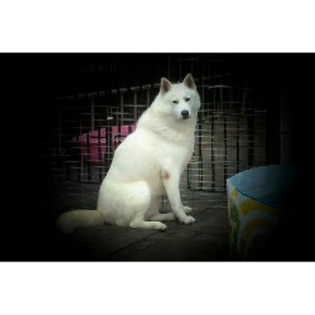 Siberian Husky Stud in Bilston, West Midlands