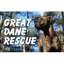 Great Dane Rescue