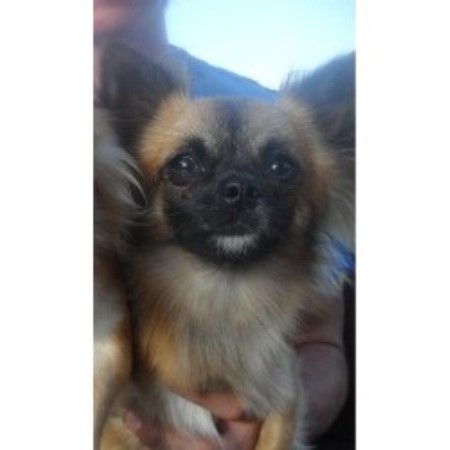 Chihuahua Stud in Cambridgeshire