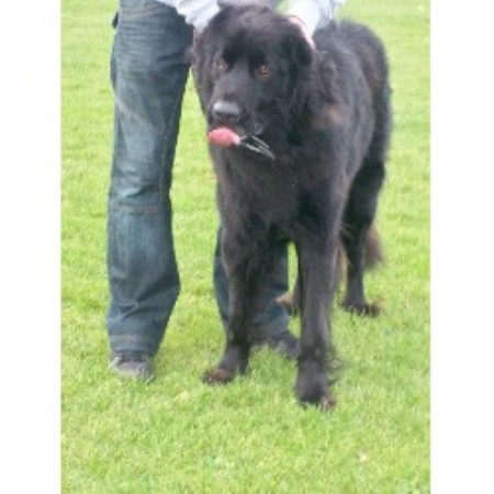 Newfoundland Dog Stud in Cambridgeshire