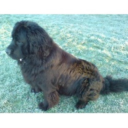 Newfoundland Dog Stud in Cheshire