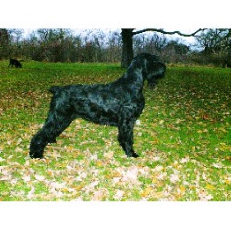 Giant Schnauzer Breeder in Sutton, Surrey