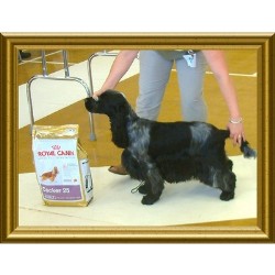 English Cocker Spaniel Stud in Hampshire