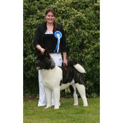 Akita Stud in Carterton, Oxfordshire