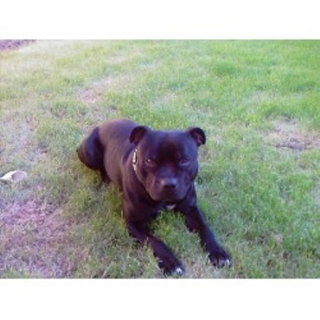 Staffordshire Bull Terrier Stud in Derbyshire