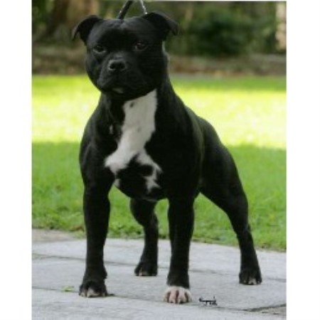 Staffordshire Bull Terrier Stud in Warwickshire