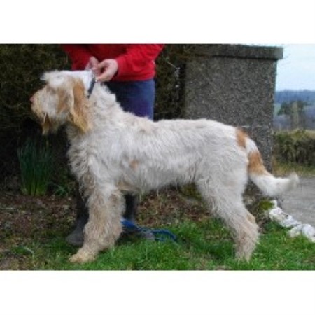 Spinone Italiano Breeder in Llandysul, Dyfed