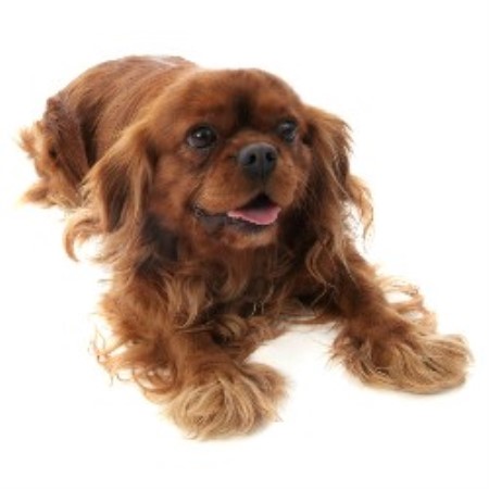 Cavalier King Charles Spaniel Stud in Colchester, Essex