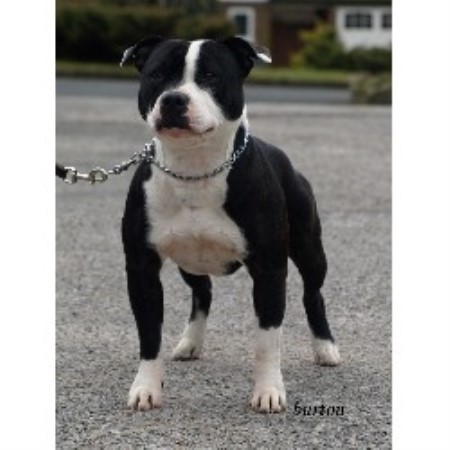 Staffordshire Bull Terrier Breeder in West Norwood, London