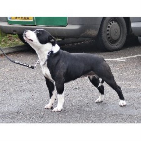 Staffordshire Bull Terrier Stud in London