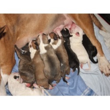 Bull Terrier Breeder in Spalding, Lincolnshire
