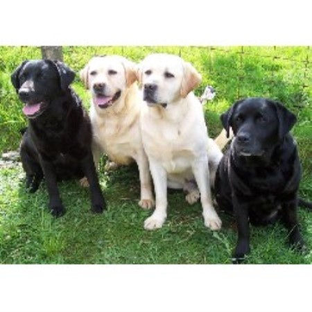 Labrador Retriever Breeder in Swansea, Wiltshire