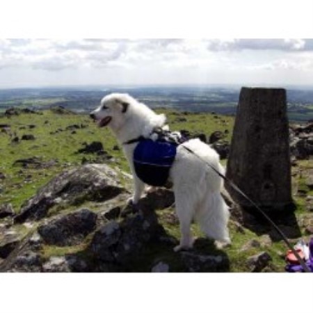 Best Dog Kennels In Bridgend Best Dog Kennels In Bridgend