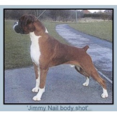 Boxer Stud in Mablethorpe., Lincolnshire