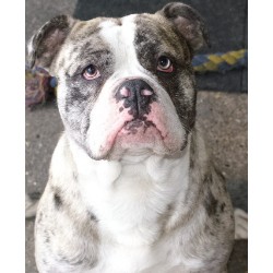 Alapaha Blue Blood Bulldog Stud in Kent