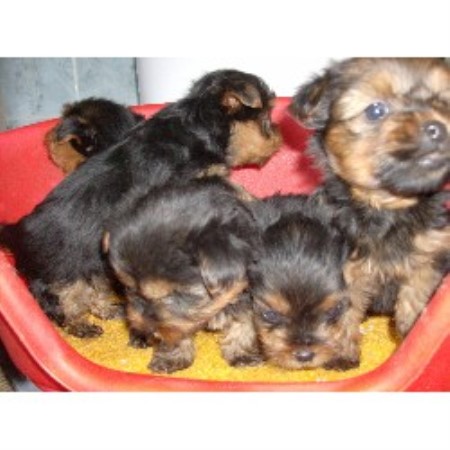 Yorkshire Terrier Breeder in Stoke On Trent, Staffordshire