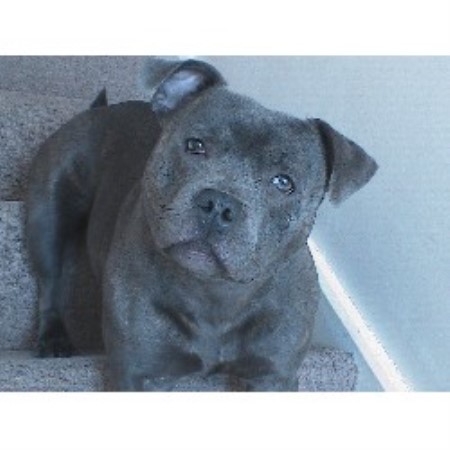 Staffordshire Bull Terrier Stud in Gwent